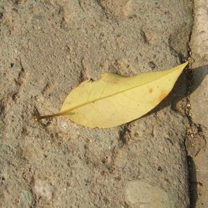 欧美中亚老妇人天堂
